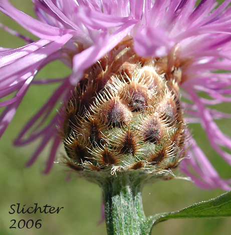 Involucral bracts of Hybrid Knapweed, Meadow Knapweed, Protean Knapweed: Centaurea X gerstlaueri (Synonyms: Centaurea debeauxii ssp. thuillieri, Centaurea ×moncktonii, Centaurea nigra× Centaurea jacea, Centaurea pratensis)
