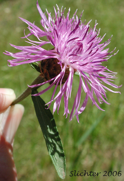 Hybrid Knapweed, Meadow Knapweed, Protean Knapweed: Centaurea X gerstlaueri (Synonyms: Centaurea debeauxii ssp. thuillieri, Centaurea ×moncktonii, Centaurea nigra× Centaurea jacea, Centaurea pratensis)