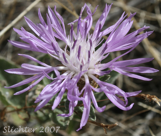 Flower head of Hybrid Knapweed, Meadow Knapweed, Protean Knapweed: Centaurea X gerstlaueri (Synonyms: Centaurea debeauxii ssp. thuillieri, Centaurea ×moncktonii, Centaurea nigra× Centaurea jacea, Centaurea pratensis)