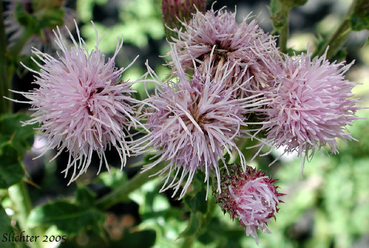Inflorescence of Canada Thistle, Creeping Thistle: Cirsium arvense (Synonyms: Cirsium arvense var. arvense, Cirsium arvense var. horridum, Cirsium arvense var. mite)