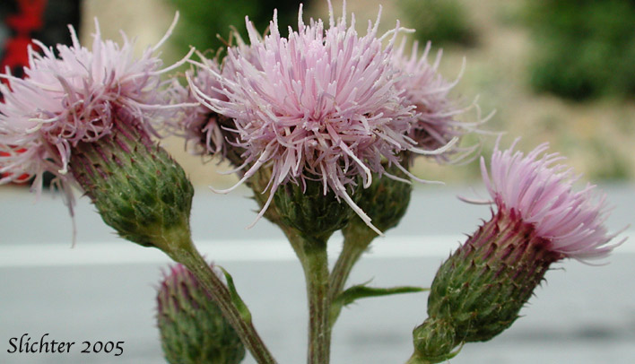 Inflorescence of Canada Thistle, Creeping Thistle: Cirsium arvense (Synonyms: Cirsium arvense var. arvense, Cirsium arvense var. horridum, Cirsium arvense var. mite)