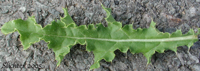 Stem leaf of Canada Thistle, Creeping Thistle: Cirsium arvense (Synonyms: Cirsium arvense var. arvense, Cirsium arvense var. horridum, Cirsium arvense var. mite)