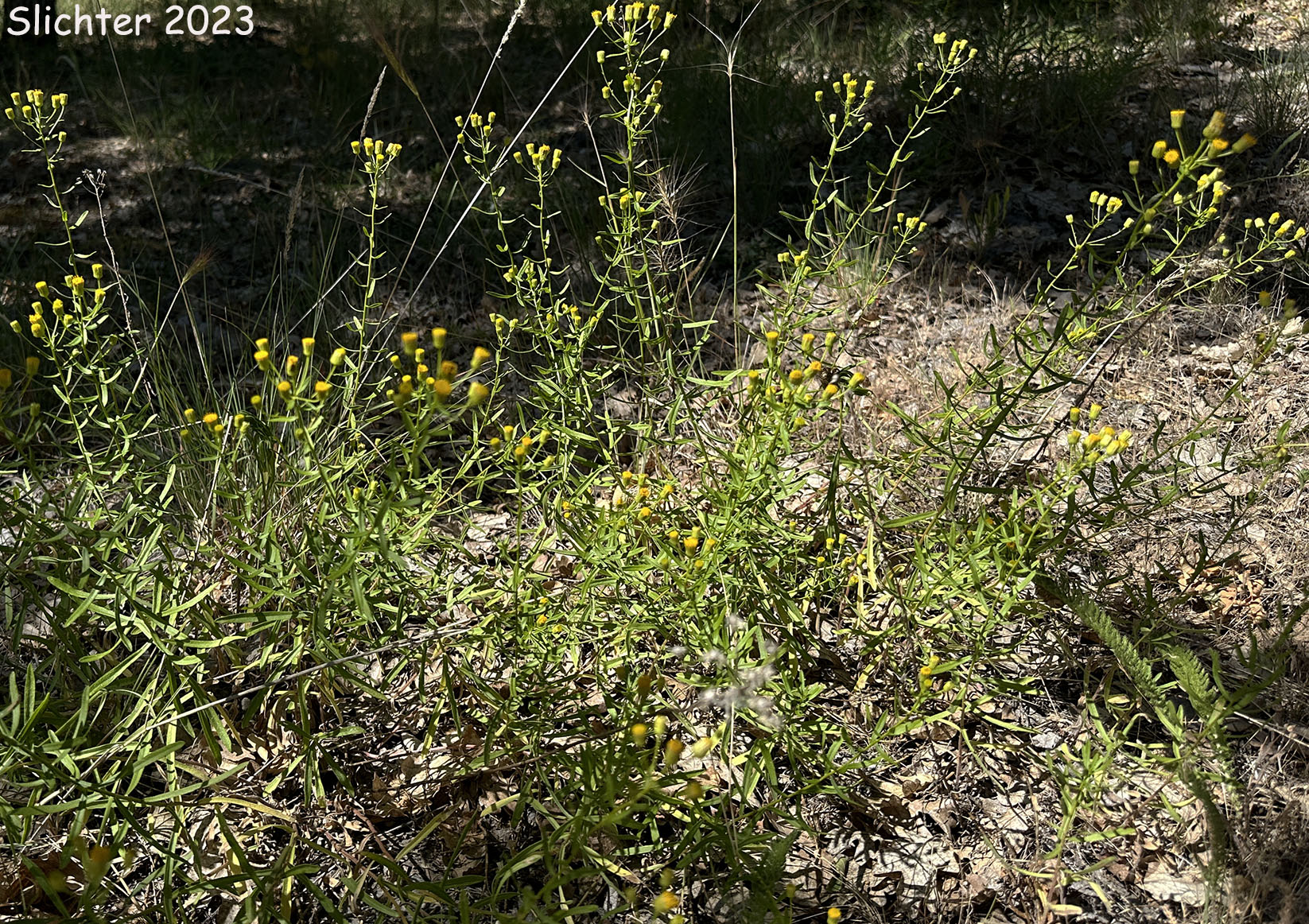 Habitat of California Rayless Fleabane, Rayless Fleabane, Unadorned Fleabane: Erigeron inornatus var. inornatus