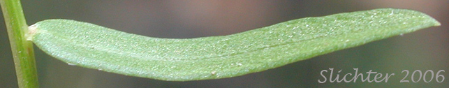 Stem leaf of California Rayless Daisy, Rayless Daisy, Unadorned Fleabane: Erigeron inornatus var. inornatus