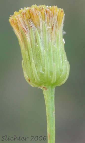 Flower head of California Rayless Daisy, Rayless Daisy, Unadorned Fleabane: Erigeron inornatus var. inornatus