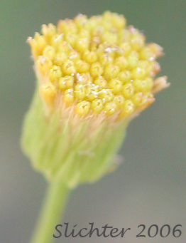 Flower head of California Rayless Daisy, Rayless Daisy, Unadorned Fleabane: Erigeron inornatus var. inornatus