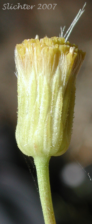 Flower head of California Rayless Daisy, Rayless Daisy, Unadorned Fleabane: Erigeron inornatus var. inornatus