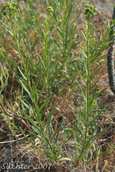 California Rayless Daisy, Rayless Daisy, Unadorned Fleabane: Erigeron inornatus var. inornatus