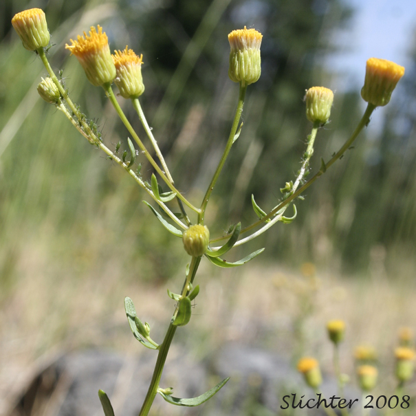 Inflorescence of California Rayless Daisy, California Rayless Fleabane, Lava Rayless Fleabane, Rayless Fleabane, Unadorned Fleabane: Erigeron inornatus var. inornatus