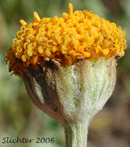 Discoid form of Common Eriophyllum, Common Woolly Sunflower, Oregon Sunshine, Woolly Sunflower: Eriophyllum lanatum var. lanatum