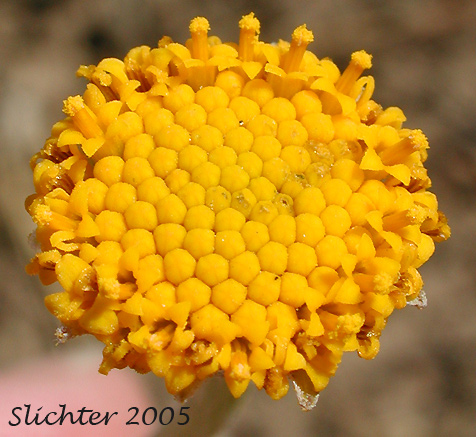Discoid form of Common Eriophyllum, Common Woolly Sunflower, Oregon Sunshine, Woolly Sunflower: Eriophyllum lanatum var. lanatum