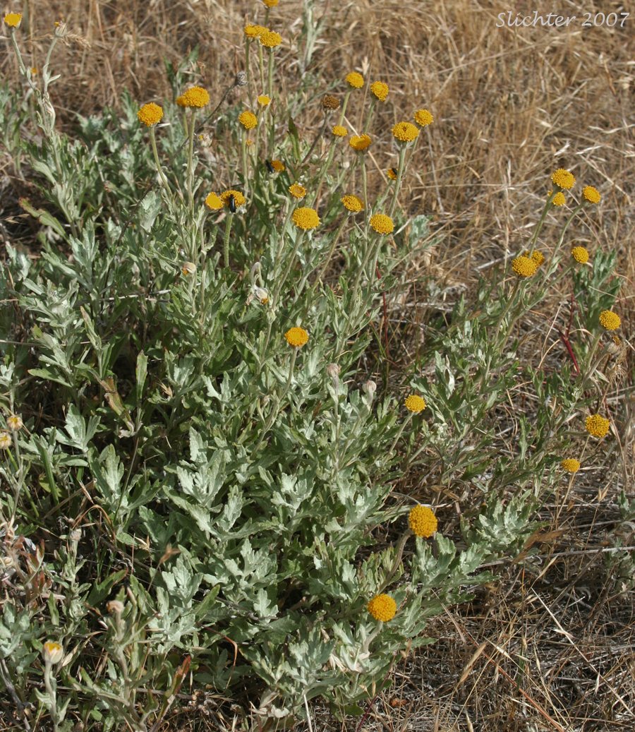 Discoid form of Common Eriophyllum, Common Woolly Sunflower, Oregon Sunshine, Woolly Sunflower: Eriophyllum lanatum var. lanatum