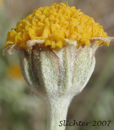 Discoid form of Common Eriophyllum, Common Woolly Sunflower, Oregon Sunshine, Woolly Sunflower: Eriophyllum lanatum var. lanatum