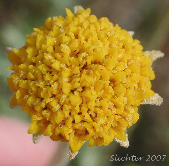 Discoid form of Common Eriophyllum, Common Woolly Sunflower, Oregon Sunshine, Woolly Sunflower: Eriophyllum lanatum var. lanatum