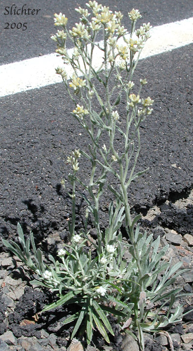 Slender Cudweed, Northwestern Rabbit-tobacco: Pseudognaphalium thermale (Synonym: Gnaphalium canescens, Gnaphalium canescens ssp. thermale, Gnaphalium microcephalum, Gnaphalium microcephalum var. thermale, Gnaphalium thermale, Pseudognaphalium canescens ssp. thermale, Pseudognaphalium microcephalum)