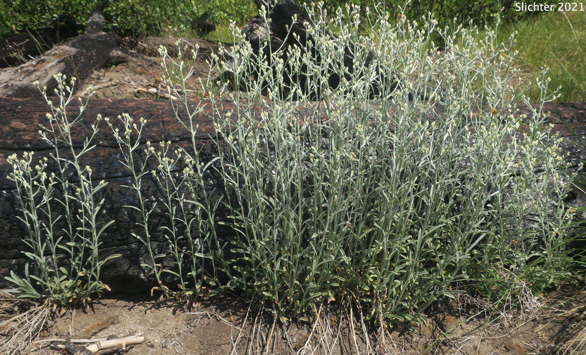 Slender Cudweed, Northwestern Rabbit-tobacco: Pseudognaphalium thermale (Synonym: Gnaphalium canescens, Gnaphalium canescens ssp. thermale, Gnaphalium microcephalum, Gnaphalium microcephalum var. thermale, Gnaphalium thermale, Pseudognaphalium canescens ssp. thermale, Pseudognaphalium microcephalum)