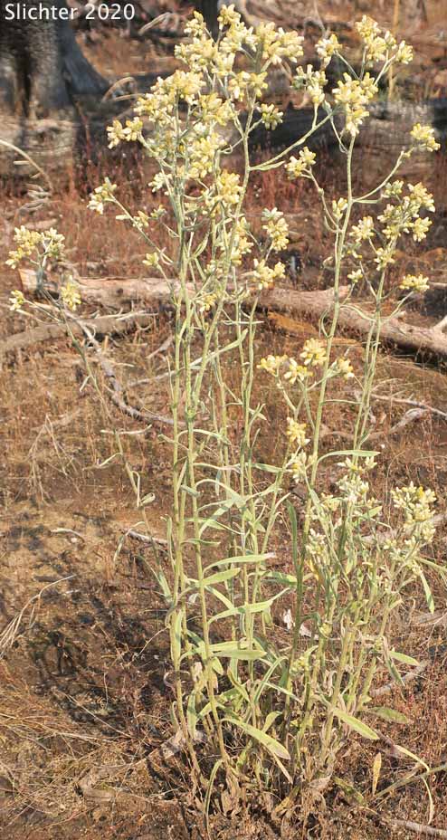 Slender Cudweed, Northwestern Rabbit-tobacco: Pseudognaphalium thermale (Synonym: Gnaphalium canescens, Gnaphalium canescens ssp. thermale, Gnaphalium microcephalum, Gnaphalium microcephalum var. thermale, Gnaphalium thermale, Pseudognaphalium canescens ssp. thermale, Pseudognaphalium microcephalum)
