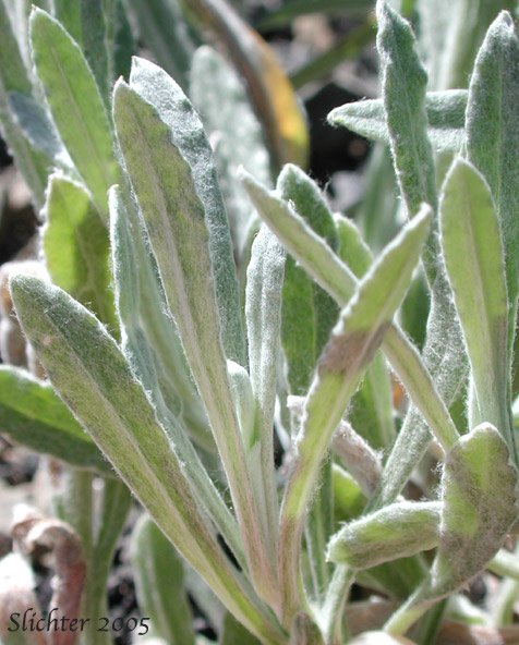 Leaves of Slender Cudweed, Northwestern Rabbit-tobacco: Pseudognaphalium thermale (Synonym: Gnaphalium canescens, Gnaphalium canescens ssp. thermale, Gnaphalium microcephalum, Gnaphalium microcephalum var. thermale, Gnaphalium thermale, Pseudognaphalium canescens ssp. thermale, Pseudognaphalium microcephalum)