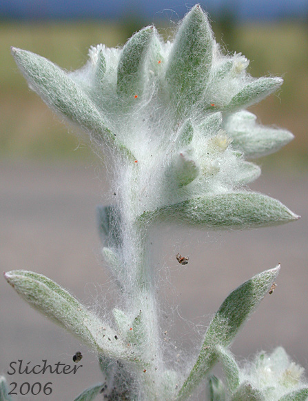 Western Marsh Cudweed, Lowland Cudweed: Gnaphalium palustre (Synonyms: Filaginella palustris, Gnaphalium heteroides, Gnaphalium palustre var. nanum)