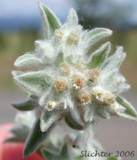 Western Marsh Cudweed, Lowland Cudweed: Gnaphalium palustre (Synonyms: Filaginella palustris, Gnaphalium heteroides, Gnaphalium palustre var. nanum)