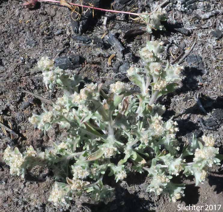 Western Marsh Cudweed, Lowland Cudweed: Gnaphalium palustre (Synonyms: Filaginella palustris, Gnaphalium heteroides, Gnaphalium palustre var. nanum)