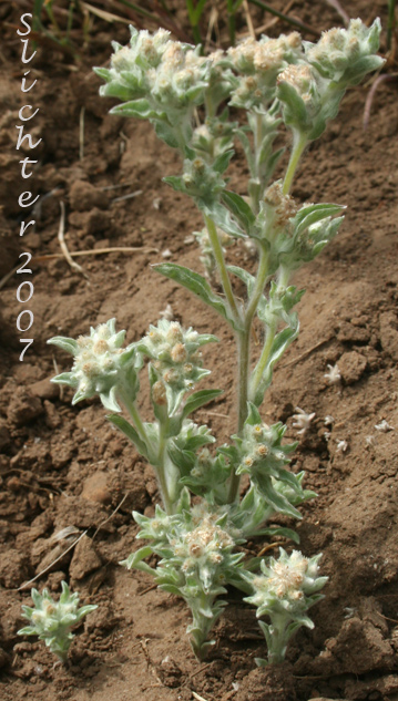 Western Marsh Cudweed, Lowland Cudweed: Gnaphalium palustre (Synonyms: Filaginella palustris, Gnaphalium heteroides, Gnaphalium palustre var. nanum)