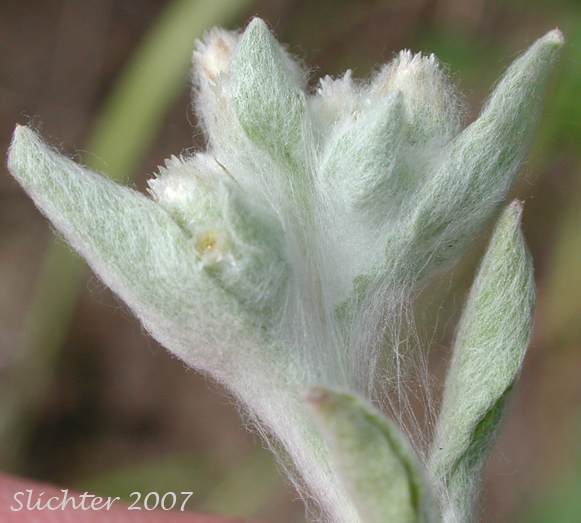 Western Marsh Cudweed, Lowland Cudweed: Gnaphalium palustre (Synonyms: Filaginella palustris, Gnaphalium heteroides, Gnaphalium palustre var. nanum)
