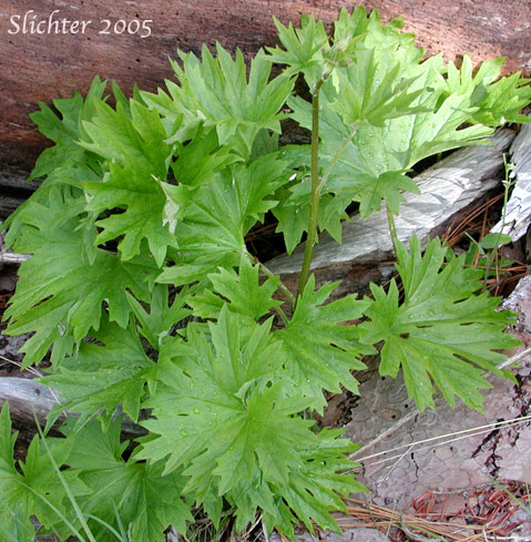 Silvercrown Luina, Silver Crown Luina, Tall Silvercrown: Cacaliopsis nardosmia (Synonyms: Cacalia nardosmia, Cacaliopsis nardosmia ssp. glabrata, Luina nardosmia, Luina nardosmia var. glabrata)