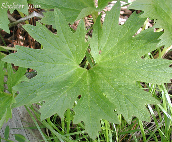 Leaf of Silvercrown Luina, Silver Crown Luina, Tall Silvercrown: Cacaliopsis nardosmia (Synonyms: Cacalia nardosmia, Cacaliopsis nardosmia ssp. glabrata, Luina nardosmia, Luina nardosmia var. glabrata)