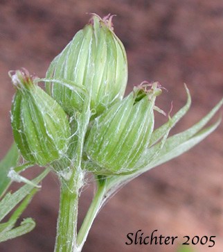 Flower head buds of Silvercrown Luina, Silver Crown Luina, Tall Silvercrown: Cacaliopsis nardosmia (Synonyms: Cacalia nardosmia, Cacaliopsis nardosmia ssp. glabrata, Luina nardosmia, Luina nardosmia var. glabrata)
