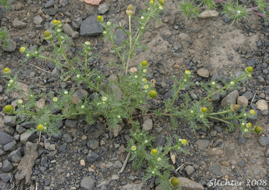 Disc Mayweed, Pineapple Weed: Matricaria discoidea (Synonyms: Camomilla discoidea, Chamomilla suaveolens, Matricaria matricarioides , Santolina suaveolens)