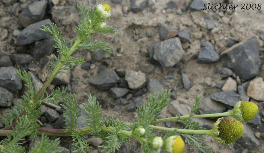 Disc Mayweed, Pineapple Weed: Matricaria discoidea (Synonyms: Camomilla discoidea, Chamomilla suaveolens, Matricaria matricarioides , Santolina suaveolens)