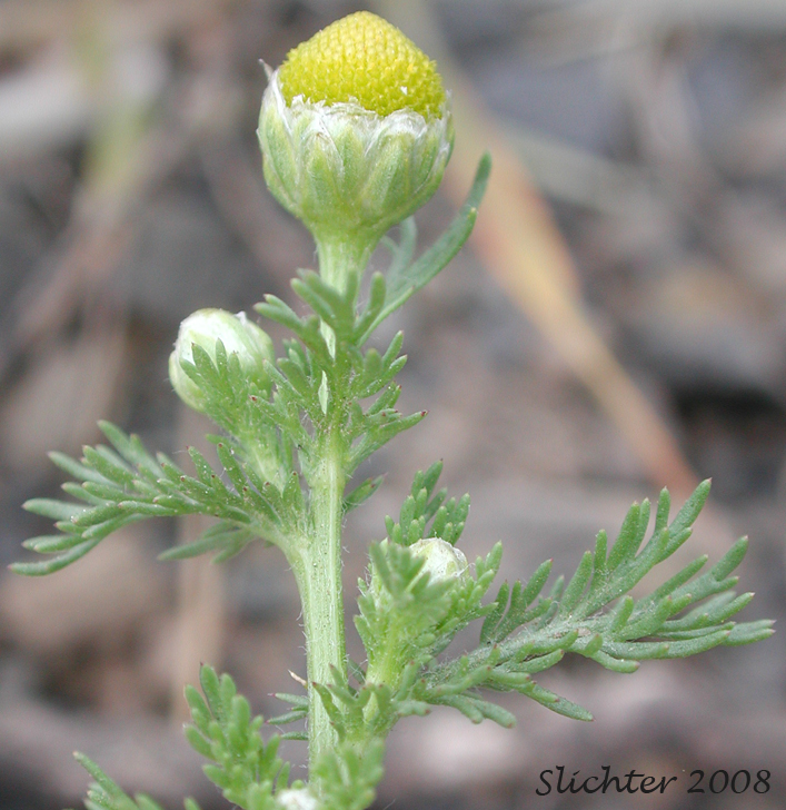 Disc Mayweed, Pineapple Weed: Matricaria discoidea (Synonyms: Camomilla discoidea, Chamomilla suaveolens, Matricaria matricarioides , Santolina suaveolens)