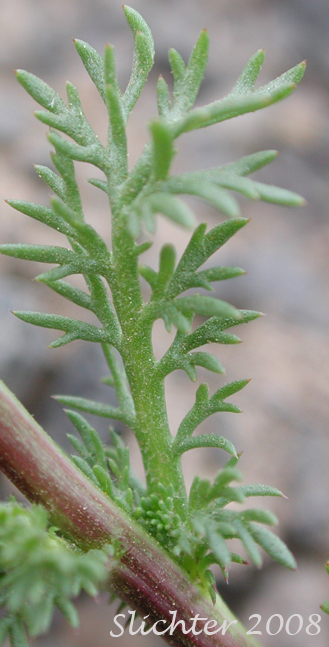 Stem leaf of Disc Mayweed, Pineapple Weed: Matricaria discoidea (Synonyms: Camomilla discoidea, Chamomilla suaveolens, Matricaria matricarioides , Santolina suaveolens)