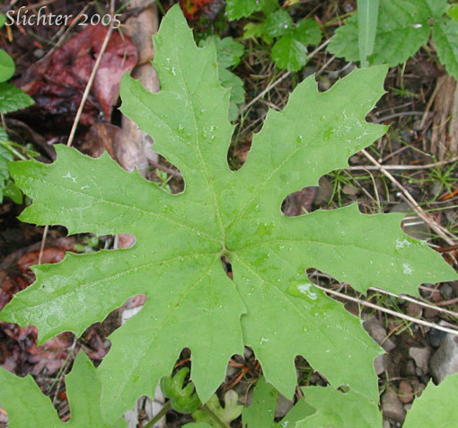 Leaf of Arctic Coltsfoot, Sweet Coltsfoot, Western Coltsfoot: Petasites frigidus var. palmatus (Synonyms: Nardosmia palmata, Petasites arcticus, Petasites frigidus ssp. arcticus, Petasites palmatus, Petasites palmatus ssp. speciosus, Petasites speciosus, Tussilago palmata)