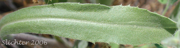 Stem leaves of Columbia Goldenweed, Large-flowered Goldenweed, Rayless Goldenweed: Pyrrocoma carthamoides var. carthamoides (Synonyms: Haplopappus carthamoides ssp. carthamoides, Haplopappus carthamoides ssp. rigidus, Haplopappus carthamoides var. carthamoides)