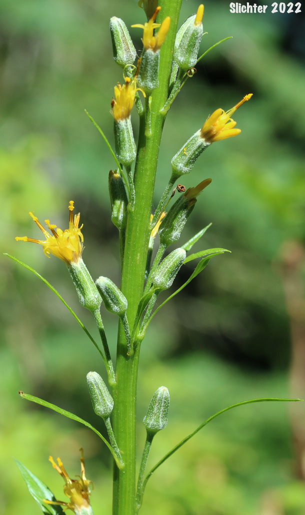 False Silverback, Rainiera, Tongue-leaved Luina, Tongue-leaf Luina: Rainiera stricta (Synonym: Luina stricta)