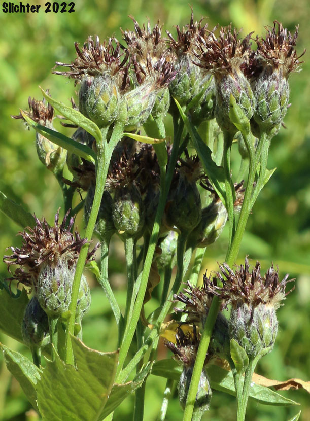American Sawwort, American Saw-wort: Saussurea americana