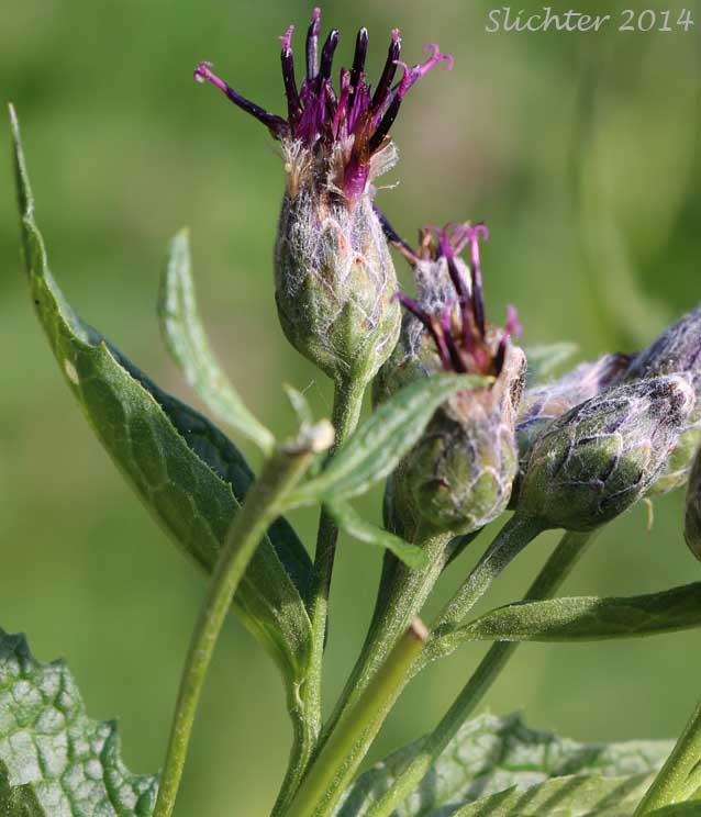American Sawwort, American Saw-wort: Saussurea americana