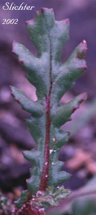 Stem leaf of Common Groundsel, Old Man, Old-man-in-the-Spring: Senecio vulgaris