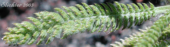 Leaf of Milfoil, Yarrow: Achillea millifolium (Synonyms: Achillea borealis, Achillea lanulosa, Achillea lanulosa var. eradiata, Achillea lanulosa var. lanulosa, Achillea millefolium var. alpicola, Achillea millefolium var. californica, Achillea millefolium var. lanulosa, Achillea millefolium ssp. lanulosa, Achillea millefolium var. litoralis, Achillea millefolium var. millefolium, Achillea millefolium var. occidentalis, Achillea millefolium var. pacifica)