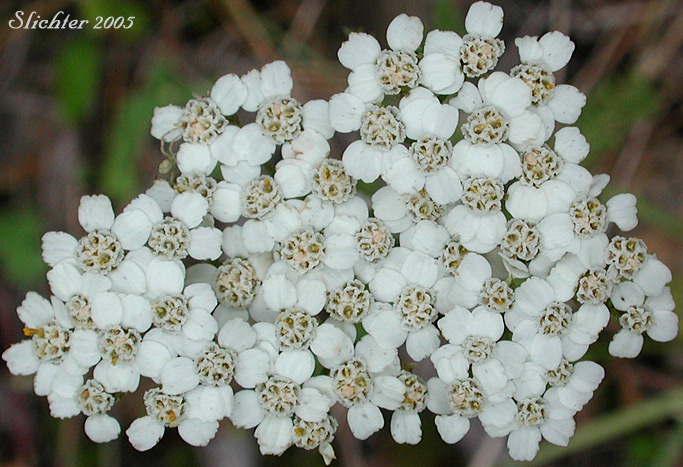 Inflorescence of Common Yarrow, Yarrow, Milfoil, Achillee millefeuille, Herbe-a-dinde: Achillea millefolium (Synonyms: Achillea alpicola, Achillea arenicola, Achillea borealis, Achillea borealis ssp. arenicola, Achillea borealis ssp. californica, Achillea californica, Achillea gigantea, Achillea lanulosa, Achillea lanulosa sp. alpicola, Achillea lanulosa var. eradiata, Achillea lanulosa var. lanulosa, Achillea laxiflora, Achillea megacephala, Achillea millefolium ssp. borealis, Achillea millefolium ssp. lanulosa, Achillea millefolium var. alpicola, Achillea millefolium var. arenicola, Achillea millefolium var. asplenifolia, Achillea millefolium var. borealis, Achillea millefolium var. californica, Achillea millefolium var. gigantea, Achillea millefolium var. lanulosa, Achillea millefolium var. litoralis, Achillea millefolium var. maritima, Achillea millefolium var. megacephala, Achillea millefolium var. millefolium, Achillea millefolium var. nigrescens, Achillea millefolium var. occidentalis, Achillea millefolium var. pacifica, Achillea millefolium var. puberula, Achillea nigrescens, Achillea occidentalis, Achillea pacifica, Achillea puberula, Achillea rosea, Achillea subalpina)