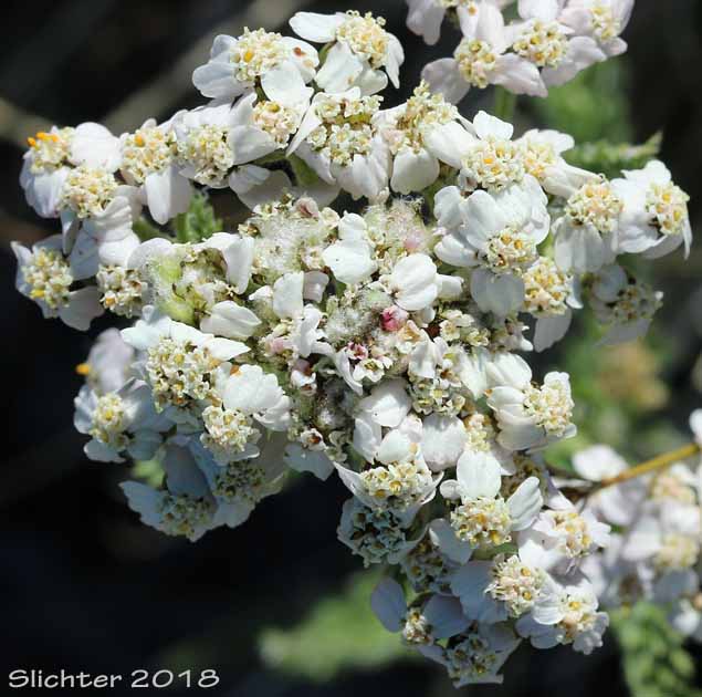 Milfoil, Yarrow: Achillea millifolium (Synonyms: Achillea borealis, Achillea lanulosa, Achillea lanulosa var. eradiata, Achillea lanulosa var. lanulosa, Achillea millefolium var. alpicola, Achillea millefolium var. californica, Achillea millefolium var. lanulosa, Achillea millefolium ssp. lanulosa, Achillea millefolium var. litoralis, Achillea millefolium var. millefolium, Achillea millefolium var. occidentalis, Achillea millefolium var. pacifica)