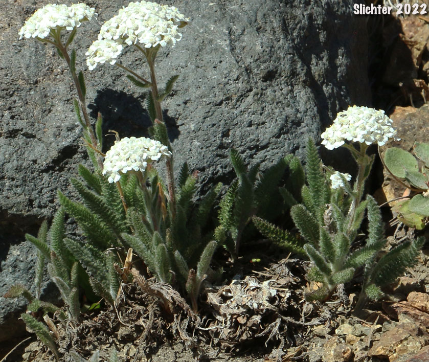 Common Yarrow, Yarrow, Milfoil: Achillea millefolium (Synonyms: Achillea borealis, Achillea lanulosa, Achillea lanulosa var. eradiata, Achillea lanulosa var. lanulosa, Achillea millefolium var. alpicola, Achillea millefolium var. californica, Achillea millefolium var. lanulosa, Achillea millefolium ssp. lanulosa, Achillea millefolium var. litoralis, Achillea millefolium var. millefolium, Achillea millefolium var. occidentalis, Achillea millefolium var. pacifica)