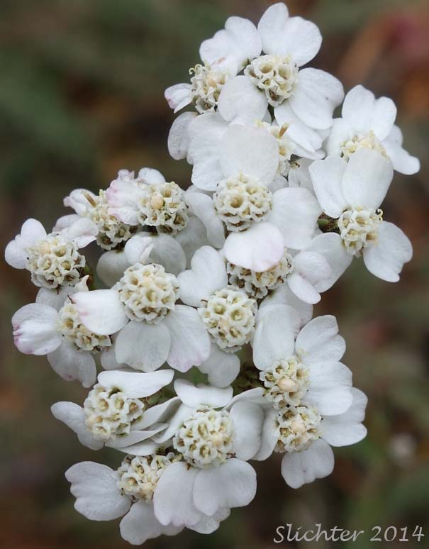 Milfoil, Yarrow: Achillea millifolium (Synonyms: Achillea borealis, Achillea lanulosa, Achillea lanulosa var. eradiata, Achillea lanulosa var. lanulosa, Achillea millefolium var. alpicola, Achillea millefolium var. californica, Achillea millefolium var. lanulosa, Achillea millefolium ssp. lanulosa, Achillea millefolium var. litoralis, Achillea millefolium var. millefolium, Achillea millefolium var. occidentalis, Achillea millefolium var. pacifica)