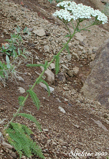 Common Yarrow, Yarrow, Milfoil, Achillee millefeuille, Herbe-a-dinde: Achillea millefolium (Synonyms: Achillea alpicola, Achillea arenicola, Achillea borealis, Achillea borealis ssp. arenicola, Achillea borealis ssp. californica, Achillea californica, Achillea gigantea, Achillea lanulosa, Achillea lanulosa sp. alpicola, Achillea lanulosa var. eradiata, Achillea lanulosa var. lanulosa, Achillea laxiflora, Achillea megacephala, Achillea millefolium ssp. borealis, Achillea millefolium ssp. lanulosa, Achillea millefolium var. alpicola, Achillea millefolium var. arenicola, Achillea millefolium var. asplenifolia, Achillea millefolium var. borealis, Achillea millefolium var. californica, Achillea millefolium var. gigantea, Achillea millefolium var. lanulosa, Achillea millefolium var. litoralis, Achillea millefolium var. maritima, Achillea millefolium var. megacephala, Achillea millefolium var. millefolium, Achillea millefolium var. nigrescens, Achillea millefolium var. occidentalis, Achillea millefolium var. pacifica, Achillea millefolium var. puberula, Achillea nigrescens, Achillea occidentalis, Achillea pacifica, Achillea puberula, Achillea rosea, Achillea subalpina)