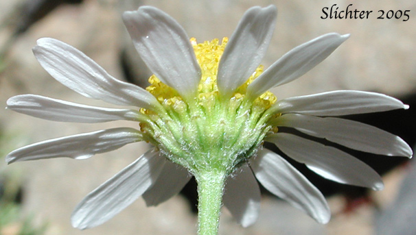 Involucral bracts of Corn Chamomile, Dogfennel, Field Chamomile: Anthemis arvensis (Synonym: Anthemis arvensis var. arvensis)