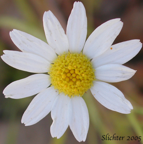 Flower head of Corn Chamomile, Dogfennel, Field Chamomile: Anthemis arvensis (Synonym: Anthemis arvensis var. arvensis)