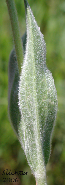 Stem leaves of Chamisso Arnica, Leafy Arnica, Meadow Arnica, Narrowleaf Arnica, Silvery Arnica, Leafy Leapordbane: Arnica chamissonis (Synonyms: Arnica chamissonis ssp. chamissonis, Arnica chamissonis ssp. foliosa, Arnica chamissonis ssp. incana, Arnica chamissonis var. andina, Arnica chamissonis var. chamissonis, Arnica chamissonis var. foliosa, Arnica chamissonis var. incana, Arnica chamissonis var. interior, Arnica chamissonis var. maguirei)
