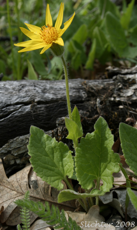 Heart-leaf Arnica, Heart-leaf Leopardbane: Arnica cordifolia (Synonyms: Arnica cordifolia var. cordifolia, Arnica cordifolia var. pumila)